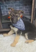 Zorro, a male German Shepherd Dog for sale in Jasonville, IN – Photo 5 of 7