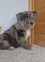 Bentley, a male Australian Shepherd and Dutch Shepherd for sale in Jasonville, IN – Photo 4 of 5