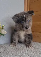 Bentley, a male Australian Shepherd and Dutch Shepherd for sale in Jasonville, IN – Photo 3 of 5