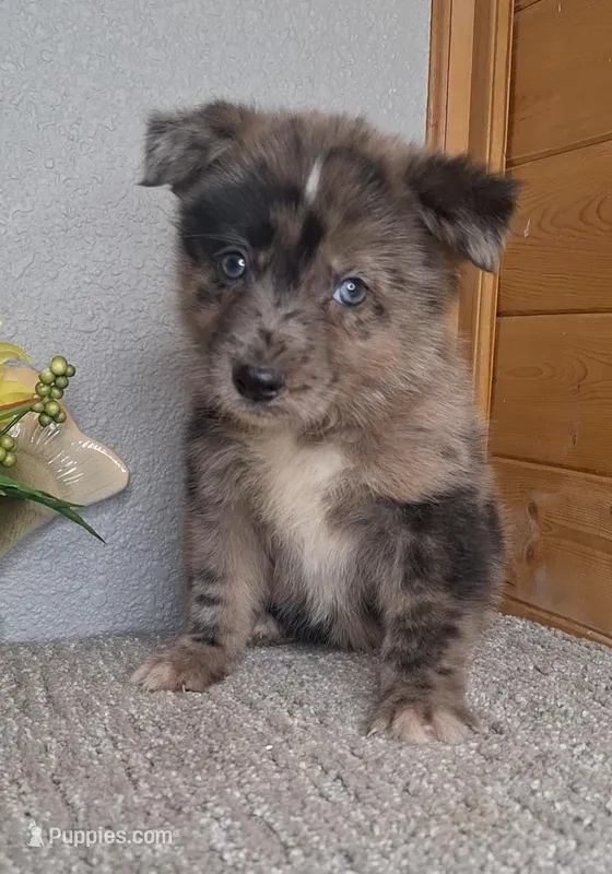 Bentley – Australian Shepherd, Dutch Shepherd puppy for sale in Jasonville, IN