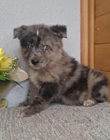Bentley, a male Australian Shepherd and Dutch Shepherd for sale in Jasonville, IN – Photo 2 of 5