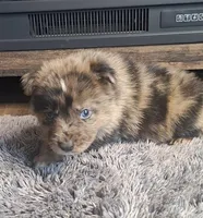 Bentley, a male Australian Shepherd and Dutch Shepherd for sale in Jasonville, IN – Photo 3 of 5