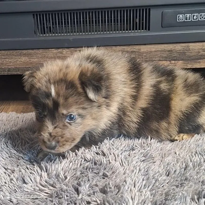 Bentley, a male Australian Shepherd and Dutch Shepherd for sale in Jasonville, IN – Photo 1 of 5
