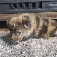 Bentley, a male Australian Shepherd and Dutch Shepherd for sale in Jasonville, IN – Photo 1 of 5