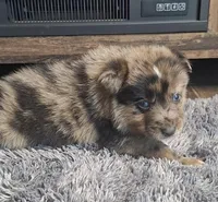 Bentley, a male Australian Shepherd and Dutch Shepherd for sale in Jasonville, IN – Photo 4 of 5