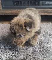 Bentley, a male Australian Shepherd and Dutch Shepherd for sale in Jasonville, IN – Photo 2 of 5