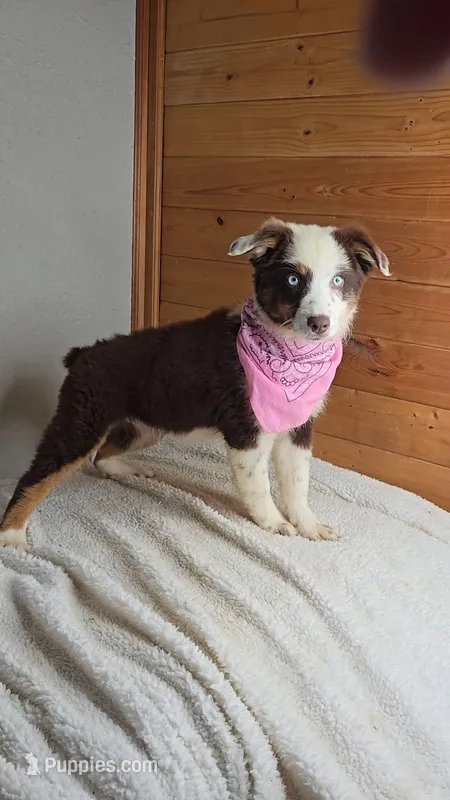 Boots Girl # 7 – Australian Shepherd puppy for sale in Jasonville, IN