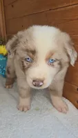 Boots Boy # 4, a male Australian Shepherd for sale in Jasonville, IN – 6 of 7