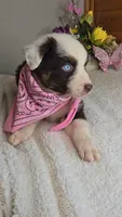 Boots Girl # 7, a female Australian Shepherd for sale in Jasonville, IN – 5 of 6