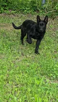 Brix, a male German Shepherd Dog for sale in Jasonville, IN – 1 of 1