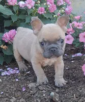 Peanut / SPECIAL DEAL, a male French Bulldog for sale in Jasonville, IN – 3 of 4