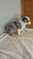 Razzle's blue merle girl # 3, a female Toy Australian Shepherd for sale in Jasonville, IN – 8 of 8