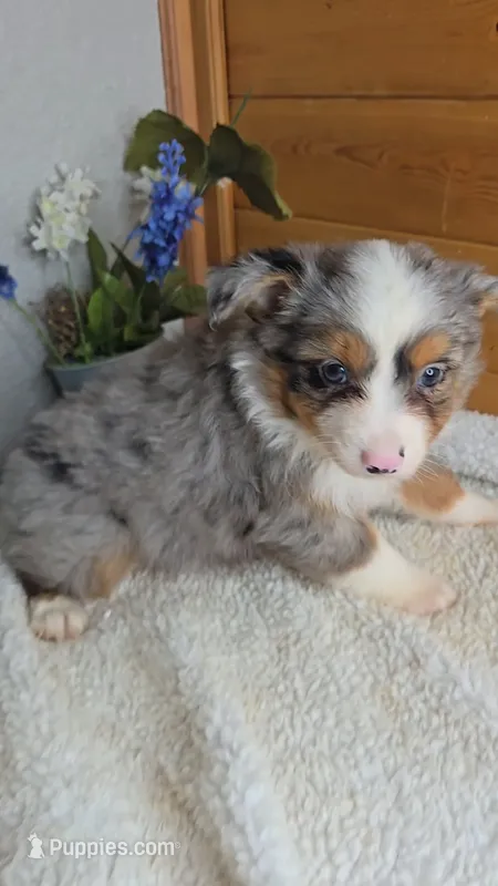 Razzle's Boy – Toy Australian Shepherd puppy for sale in Jasonville, IN