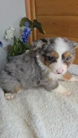 Razzle's Boy, a male Toy Australian Shepherd for sale in Jasonville, IN – 1 of 4