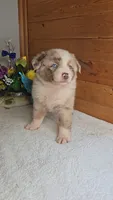 Boots Boy # 4, a male Australian Shepherd for sale in Jasonville, IN – 4 of 7