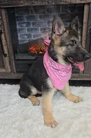 Zena, a female German Shepherd Dog for sale in Jasonville, IN – Photo 2 of 8