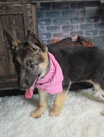 Zena, a female German Shepherd Dog for sale in Jasonville, IN – Photo 8 of 8