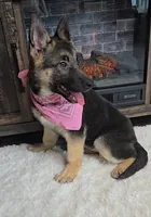 Zena, a female German Shepherd Dog for sale in Jasonville, IN – Photo 6 of 8