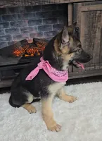 Zena, a female German Shepherd Dog for sale in Jasonville, IN – Photo 4 of 8