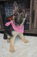Zena, a female German Shepherd Dog for sale in Jasonville, IN – Photo 3 of 8
