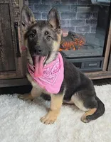 Zena, a female German Shepherd Dog for sale in Jasonville, IN – Photo 7 of 8