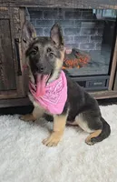 Zena, a female German Shepherd Dog for sale in Jasonville, IN – Photo 1 of 8