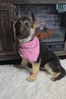 Zena, a female German Shepherd Dog for sale in Jasonville, IN – Photo 5 of 8