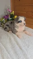 Boots Girl # 6, a female Australian Shepherd for sale in Jasonville, IN – 3 of 5