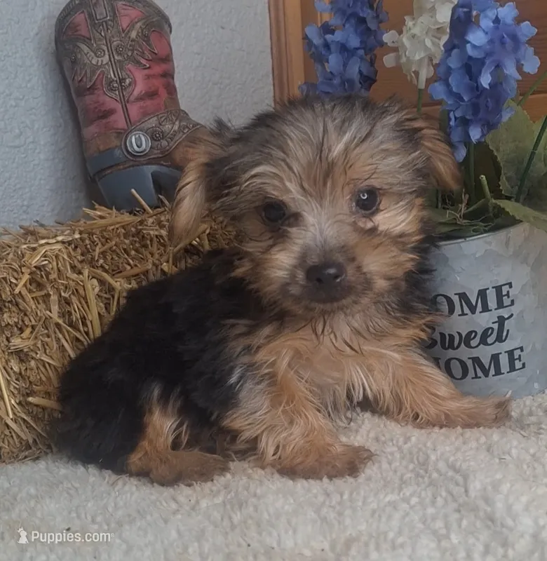 Levin – Yorkshire Terrier puppy for sale in Jasonville, IN