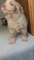 Boots Boy # 4, a male Australian Shepherd for sale in Jasonville, IN – 5 of 7