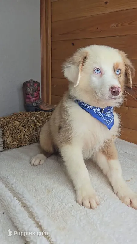 Boots Boy # 2 – Australian Shepherd puppy for sale in Jasonville, IN