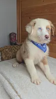 Boots Boy # 2, a male Australian Shepherd for sale in Jasonville, IN – 1 of 6