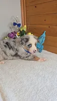 Boots Boy # 1, a male Australian Shepherd for sale in Jasonville, IN – 4 of 5