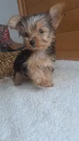 Lilly, a female Yorkshire Terrier for sale in Jasonville, IN – 3 of 4