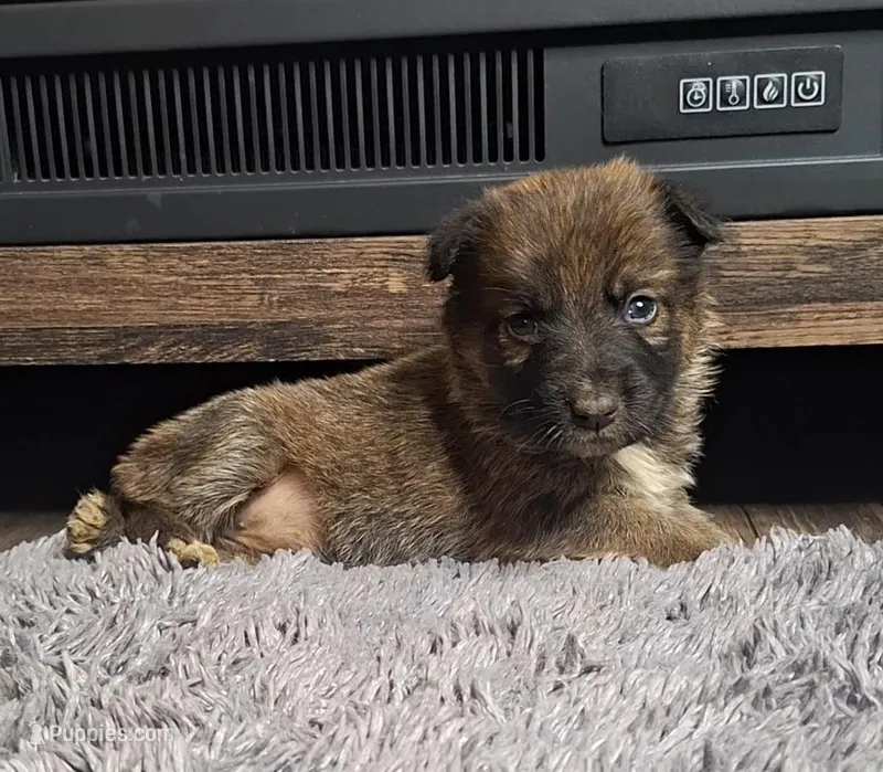 Clare, a female Australian Shepherd and Dutch Shepherd for sale in Jasonville, IN – Photo 1 of 5