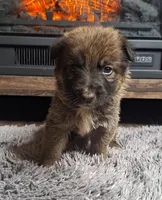 Clare, a female Australian Shepherd and Dutch Shepherd for sale in Jasonville, IN – Photo 2 of 5