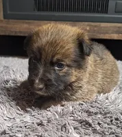 Clare, a female Australian Shepherd and Dutch Shepherd for sale in Jasonville, IN – Photo 4 of 5