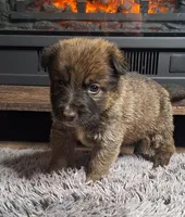 Clare, a female Australian Shepherd and Dutch Shepherd for sale in Jasonville, IN – Photo 3 of 5