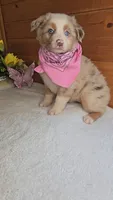 Boots Girl # 5, a female Australian Shepherd for sale in Jasonville, IN – 3 of 6
