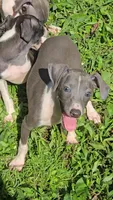 Norwood's Pup # 1, a male Italian Greyhound for sale in Jasonville, IN – 6 of 6