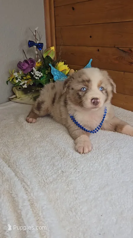 Boots Boy # 4 – Australian Shepherd puppy for sale in Jasonville, IN