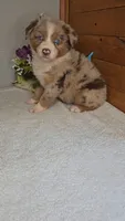 Boots Boy # 3, a male Australian Shepherd for sale in Jasonville, IN – 3 of 7