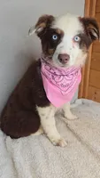 Boots Girl # 7, a female Australian Shepherd for sale in Jasonville, IN – 2 of 8