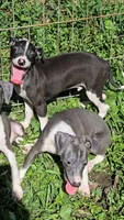 Norwood's Pup # 2, a male Italian Greyhound for sale in Jasonville, IN – 2 of 6