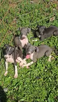 Norwood's Pup # 1, a male Italian Greyhound for sale in Jasonville, IN – 2 of 6