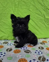 Shadow , a male Morkie for sale in Lake, MI – 5 of 8