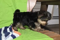 Tony, a male Morkie for sale in Lake, MI – 3 of 6