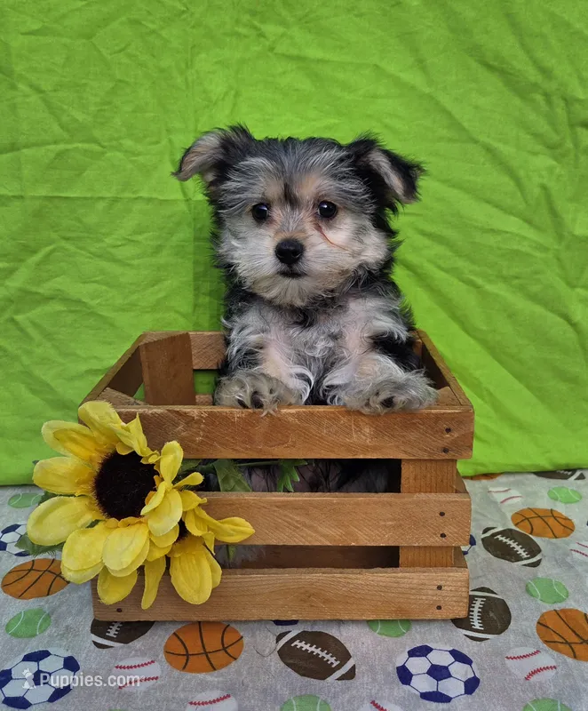 Snickers – Morkie puppy for sale in Lake, MI