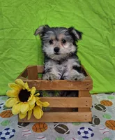 Snickers, a male Morkie for sale in Lake, MI – 1 of 5