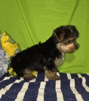 Tony, a male Morkie for sale in Lake, MI – 6 of 6